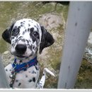 그루터기 이미지