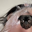 아가파의원 | 편평사마귀 레이져제거 가격,후기, 관리, 과정 아가파의원:인천서창