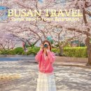 삼익비치타운아파트 | 부산 봄 여행 삼익비치타운아파트 벚꽃 구경