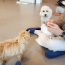 다시사랑받개