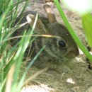 토끼와거북이 이미지