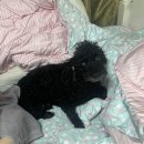 sweet holi | 강아지 건조한 피부엔 댕댕펫 <홀리힐리 퓨어샴푸>DaengDaeng Pet Holi Heali Pure Shampoo 가 좋아요!!!