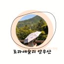 73 | 73년 감성 그대로, 로라애슐리 2026 신상 양우산 후기