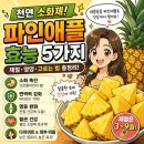 코부기수입 | 파인애플 효능 5가지와 칼로리 영양성분, 제철에 맛있는 파인애플 고르는법 총정리!