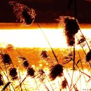 강변의 숲속 이미지