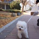 호반장 | 애견 동반 경주 보문 관광 단지 호반장 단팥빵 구매후기