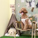 멍블리 수제간식 이미지