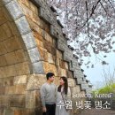 선경청과 - 9095 | 수원 벚꽃 명소 경기도청 벚꽃축제 행궁동 (주차, 포토스팟 후기)
