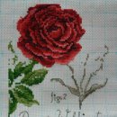 레드로즈 이미지