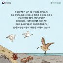 유네스코 세계유산으로 등재되어있는 한국의 갯벌 이미지