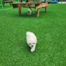 견인지역 애견운동장 유치원 김포점 이미지