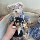 태원켄넬 이미지