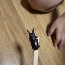 대봉사슴 이미지