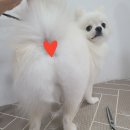 센트럴 펫살롱 이미지