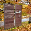 11월29일 晩秋!! 名不虛傳 담양 관방제림황금빛 셧 다운 천년의 숲 출사 이미지