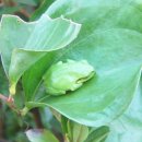 청개구리 이미지