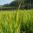 다솜농장 이미지