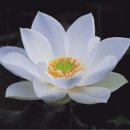 산들바람 이미지