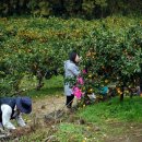 해종농장 네이버블로그