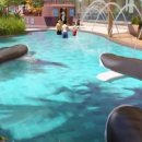 셀레스타 이미지