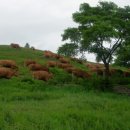 소떼목장 이미지