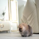 허니퍼피 이미지