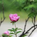 모란의뜰