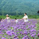 닥터코르셋 이미지