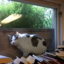 못말리는 고양이 이미지