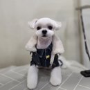 솔리스텔라