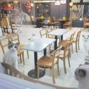 카페 커피캣 이미지