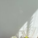 식물을담다 | 신혼집 봄맞이 변신! 구미꽃집 마음을담다에서 대형 식물 쇼핑하고 온 후기 🌿
