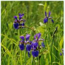 축령산 히든벨리 이미지