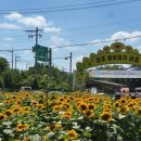 주식회사 해바라기에너지 | [경남 함안] 제13회 강주해바라기축제 완벽 코스! 함안 대형카페 &#39;세븐에이치카페&#39; 내돈내산 솔직 후기!🌻
