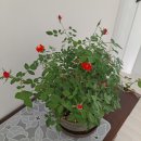 동지섣달 꽃본듯이 이미지