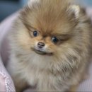애니멀즈동물병원 네이버블로그