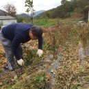 용성농장 이미지