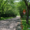 삼막골농원 | 경남 밀양 향로산(979m) 급경사 등로의 고난과 최고의 영남알프스 전망대(2024.4.27)