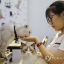 CATS TIME CAFE 이미지