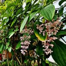 필리핀 원산의 상록 관목 메디닐라미리안다(Medinilla myriantha) 이미지