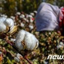 신장농장 머니투데이