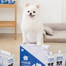 디어 마이 펫 이미지