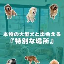 플러피독 이미지