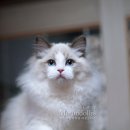 마론도리스(Marondollis) 이미지