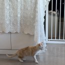 머무르다 | [구월동카페] 고양이가 있는 따뜻한 구월동찻집 '머무르다' 힐링 후기