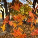 미사초등학교 | [경기/하남] 송정상목장 정육식당 미사 소양념구이 내돈내산 솔직후기