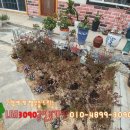 편백나무 주택 이미지