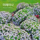 제주 수국명소 서쪽 카페 미레이나 포토존꿀팁과 방문후기