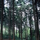 [걷고 싶은 숲길] 장성 축령산 편백·삼나무숲 이미지