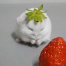 딸기PC방 이미지